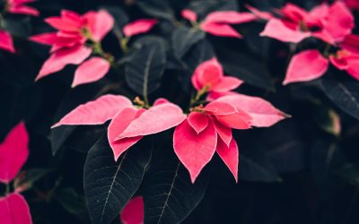 red poinsettia flowers in close up photography