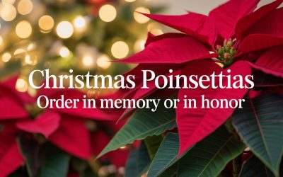 Christmas Poinsettias